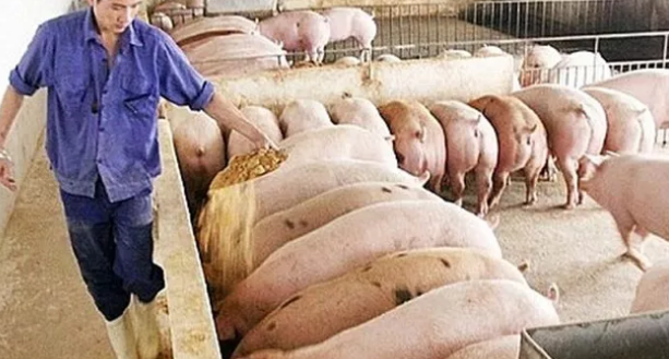 Giá lợn hơi hôm nay 12/11: Đi ngang so với hôm qua
