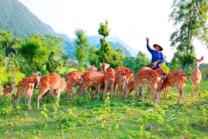 Hươu Sao Hương Sơn