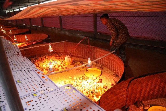 Khôi phục chăn nuôi gia cầm để có sản phẩm trước Tết