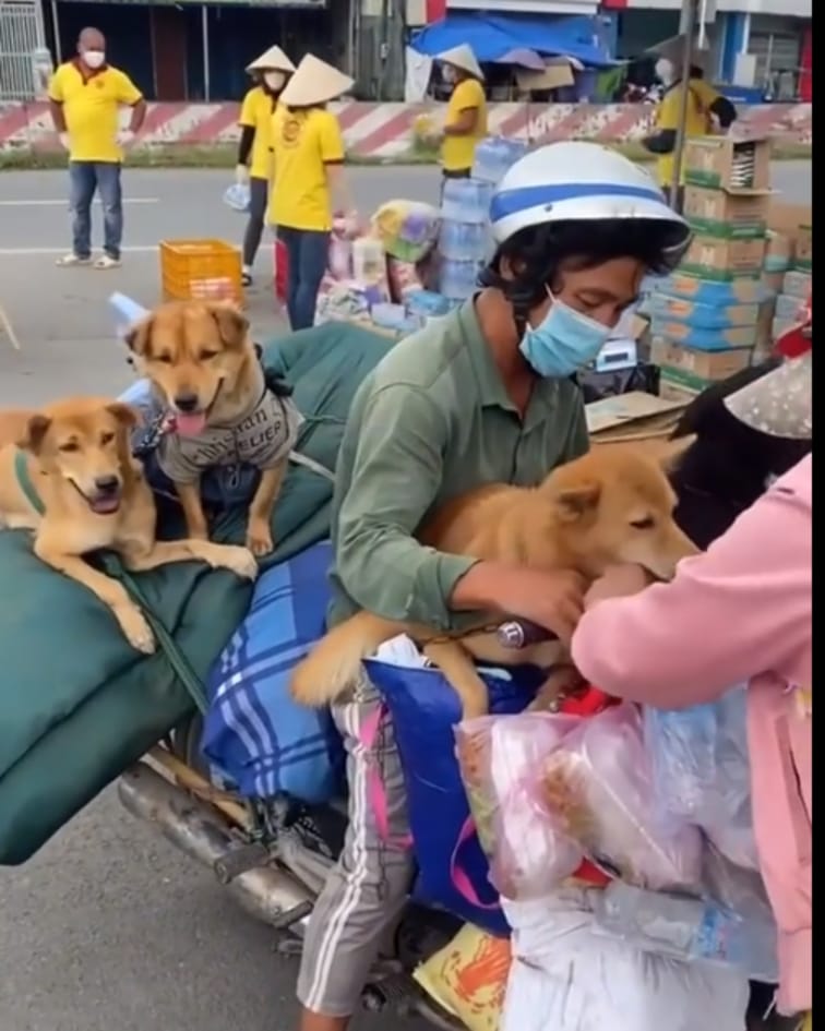 Mới nghe nói: 15 bé chó gây xôn xao cộng đồng mạng đã bị tiêu hủy