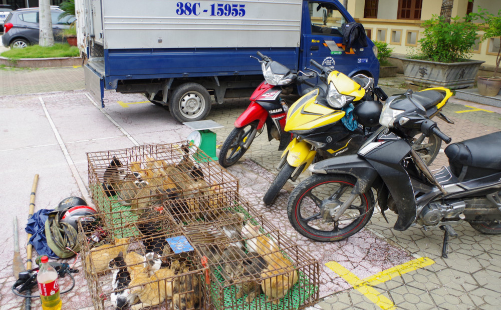 Nữ quái cầm đầu nhóm trộm mèo, đang mang đi bán thì bị bắt quả tang