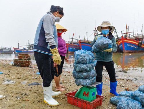 Giá nhiên liệu tăng cao khiến nhiều ngư dân lo sợ lỗ không dám ra khơi