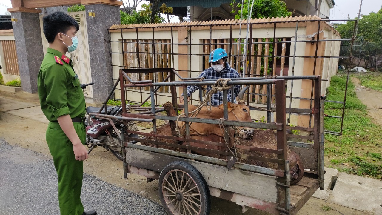 Lực lượng Công an huyện Lộc Hà bắt quả tang ông Phan Nam đang có hành vi vận chuyển bò chết vào địa bàn