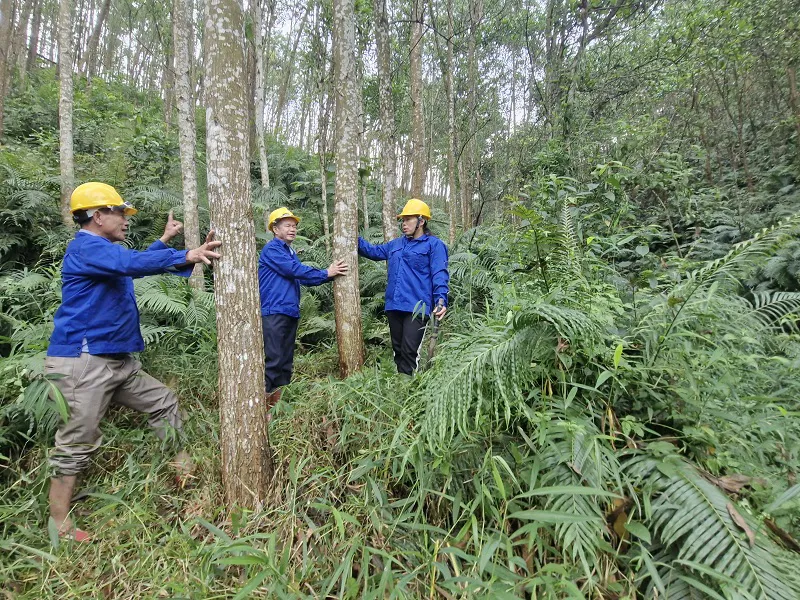 Hà Tĩnh: hơn 37.500 ha rừng được cấp chứng chỉ FSC